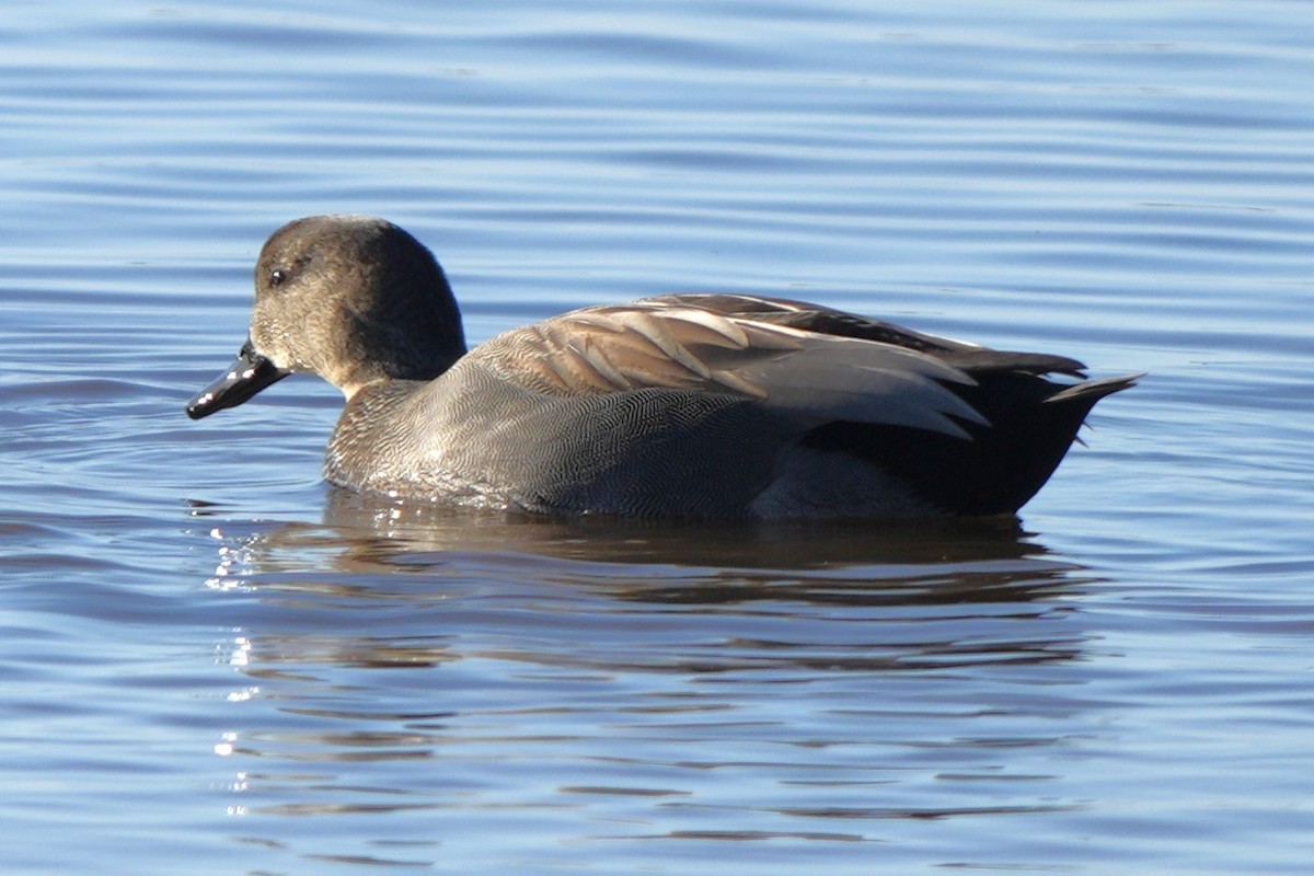 Серая утка - ML646892263