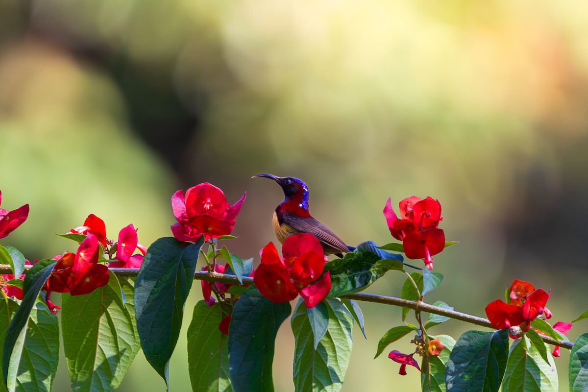 Траурная нектарница - ML646892265