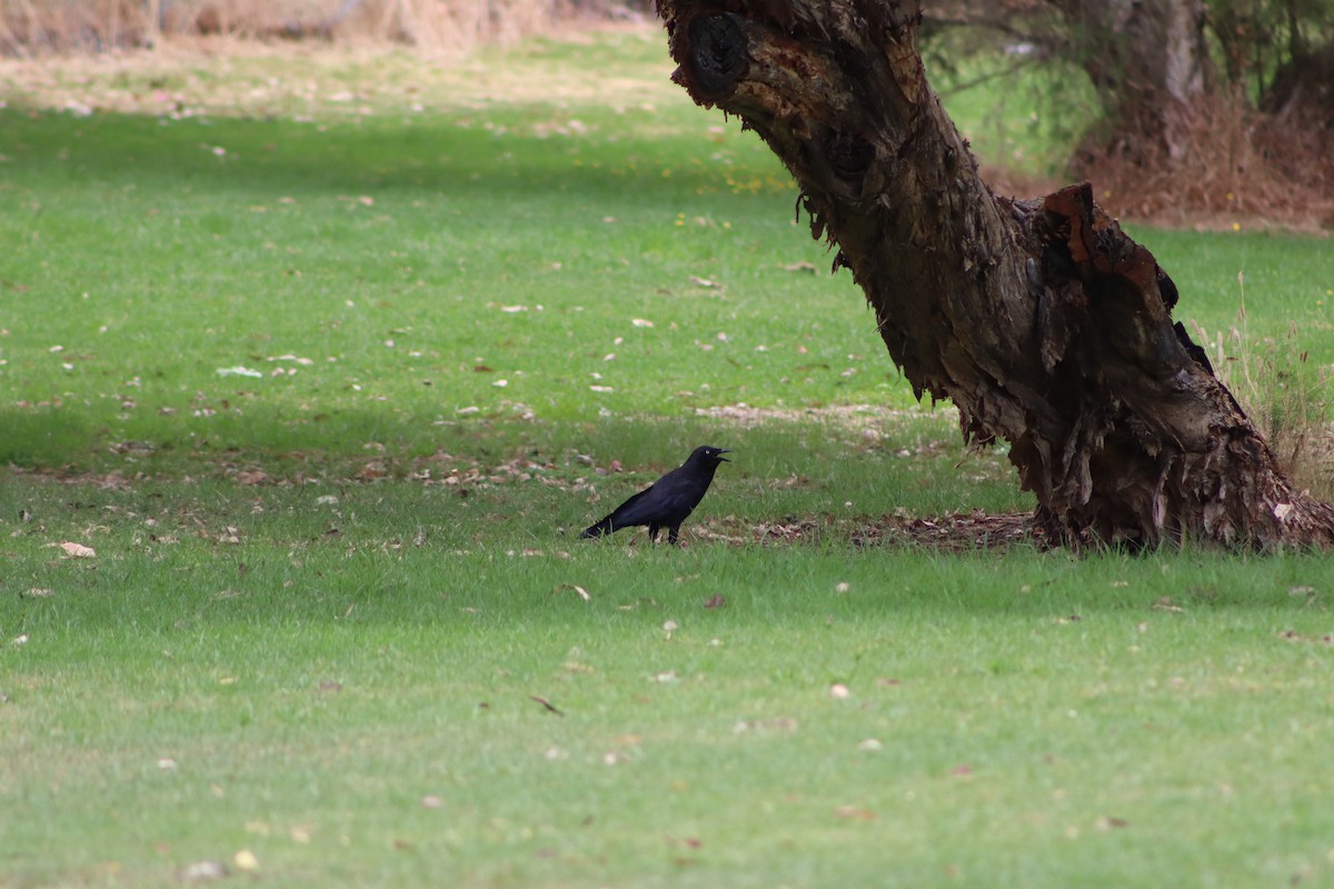 Австралийский ворон - ML646892266