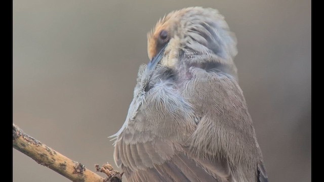 Каштановошапочная цистикола - ML646892267