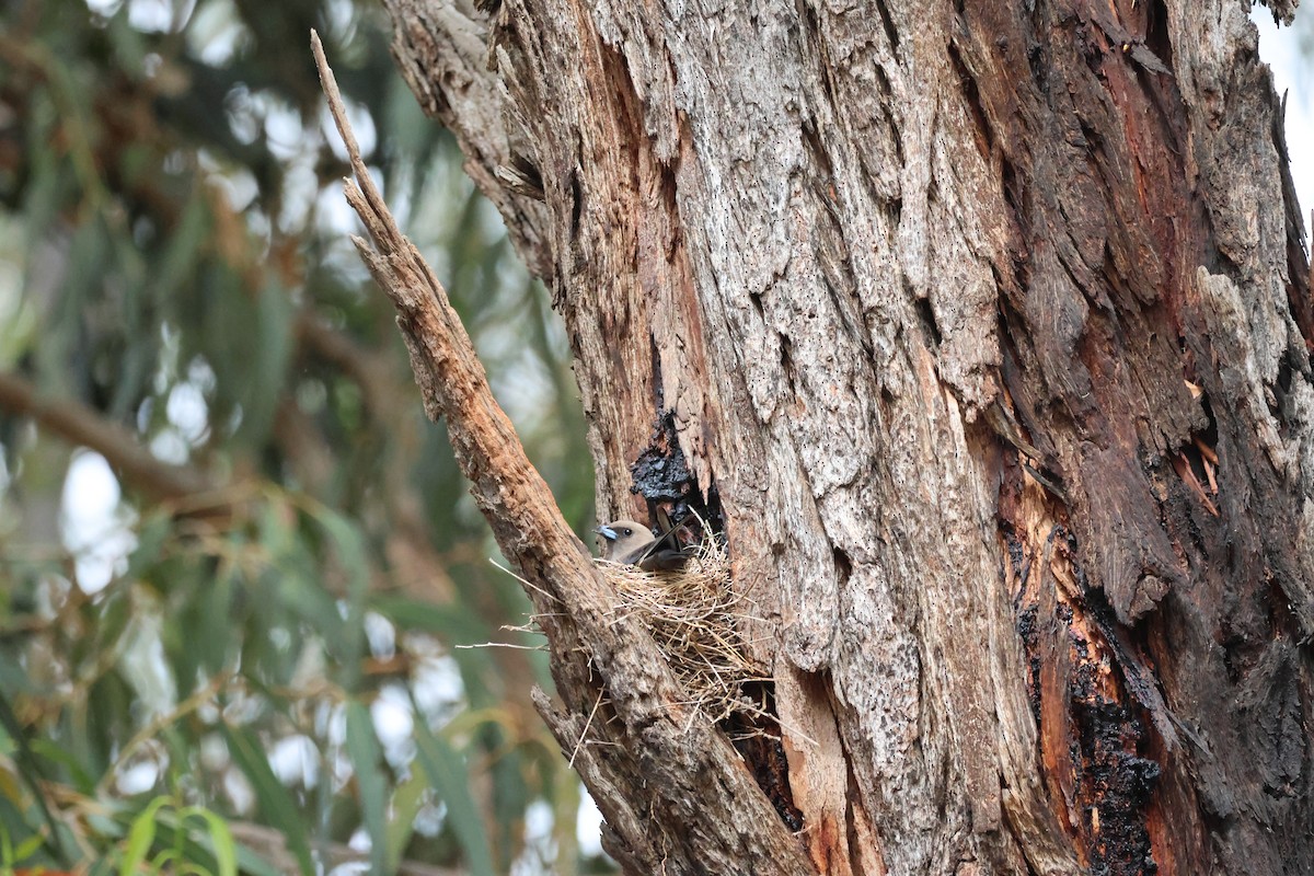 Белокрылый артам - ML646892270