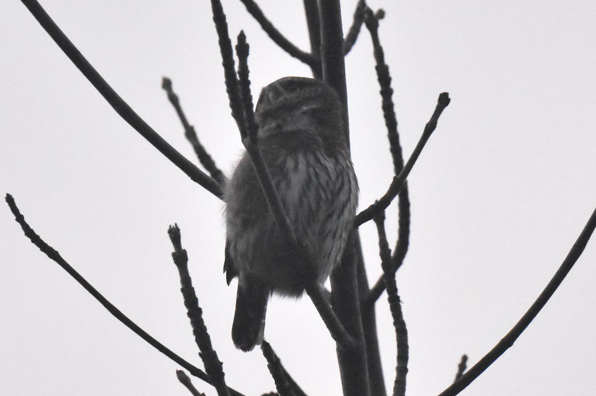 gnomugle - ML646892274