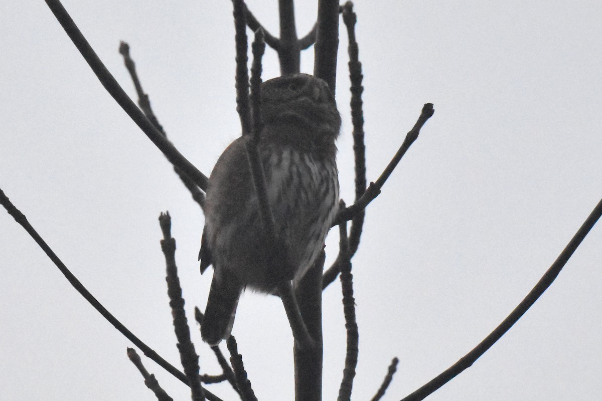 gnomugle - ML646892275