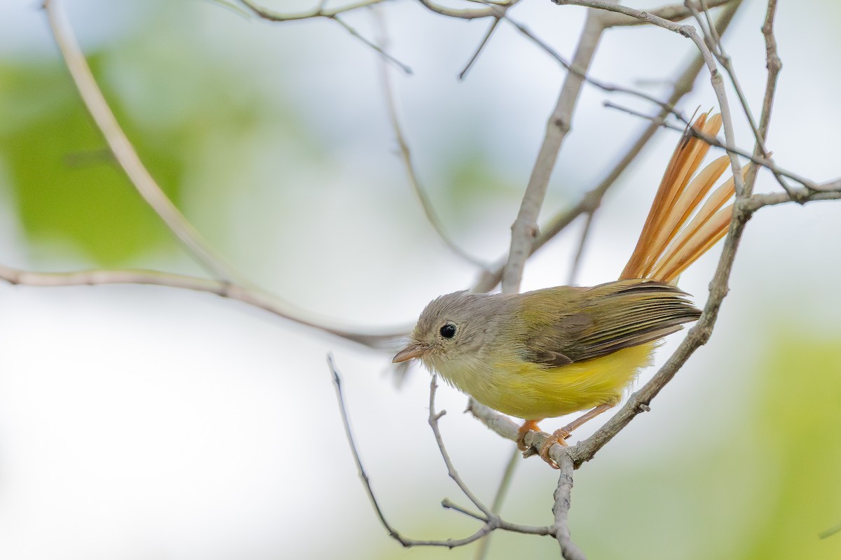 Оливковая рыжехвостка - ML646892276