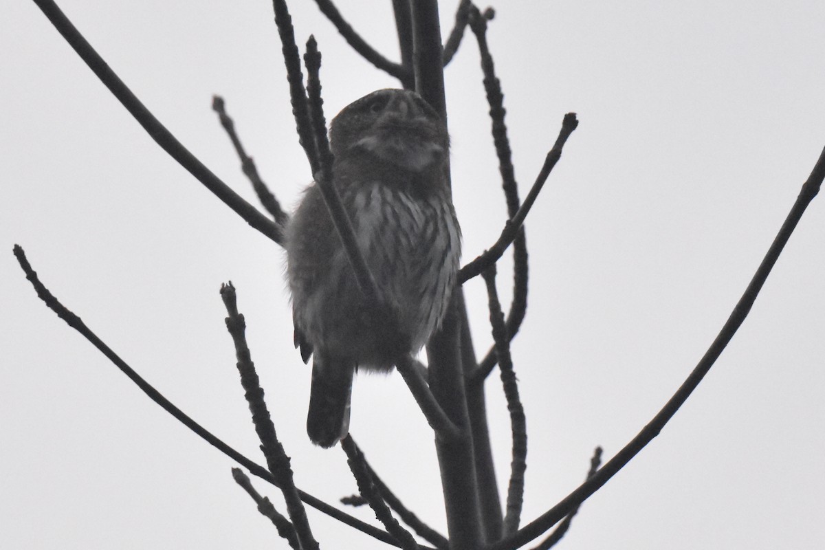 gnomugle - ML646892277