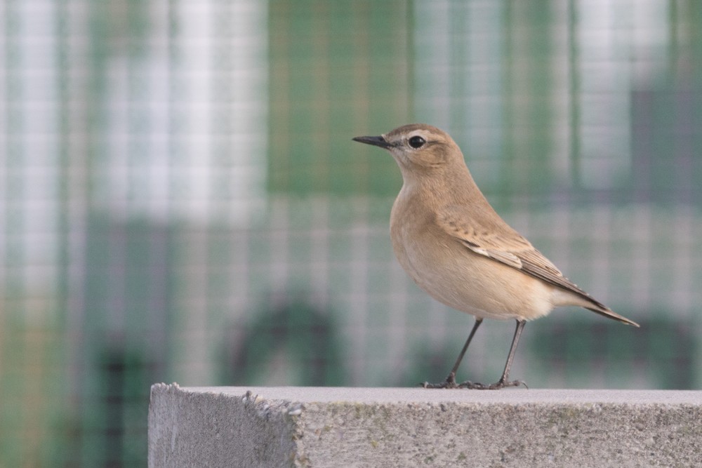 Isabelline Wheatear - ML646892278