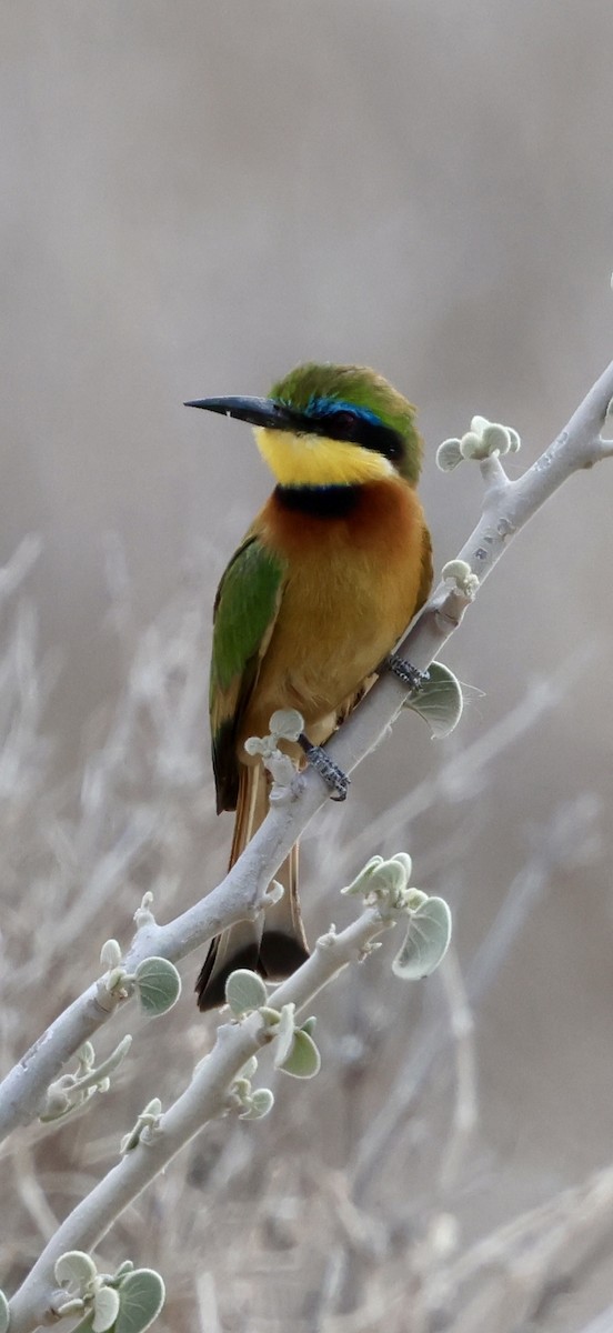 Карликовая щурка - ML646892279