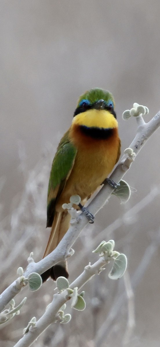 Карликовая щурка - ML646892280