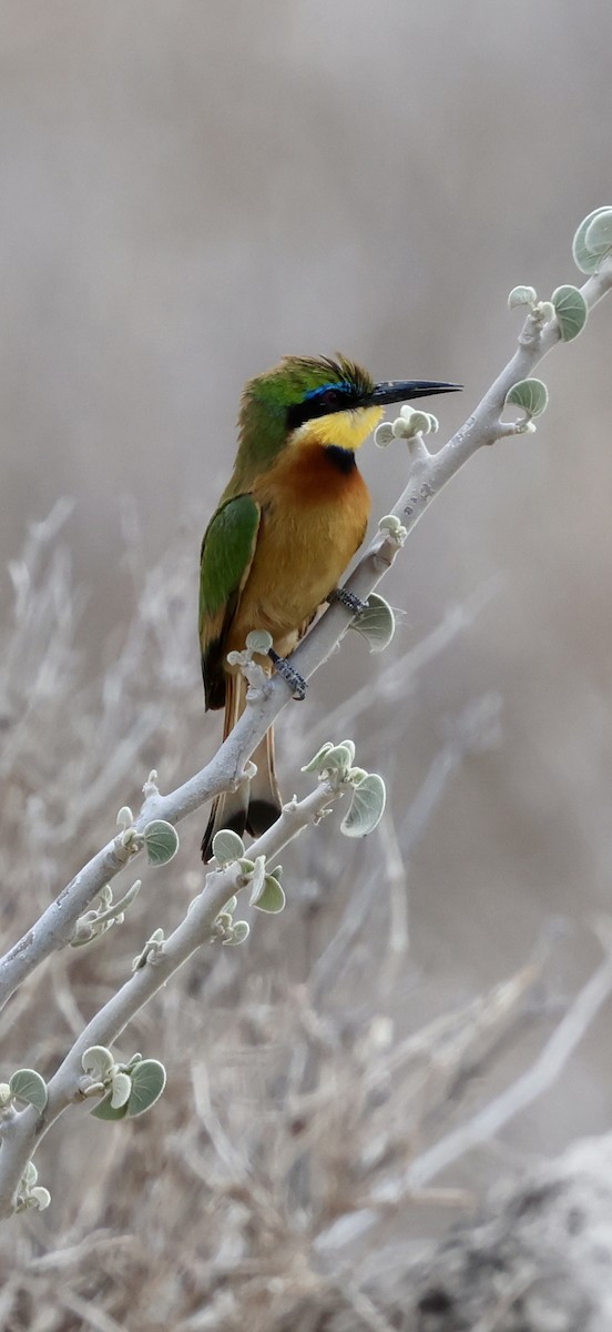 Карликовая щурка - ML646892281