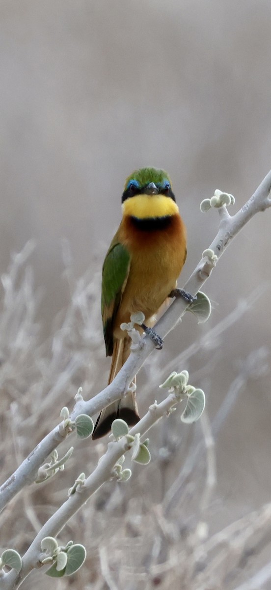 Карликовая щурка - ML646892282