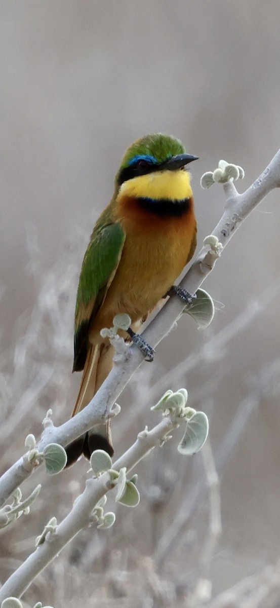 Карликовая щурка - ML646892283