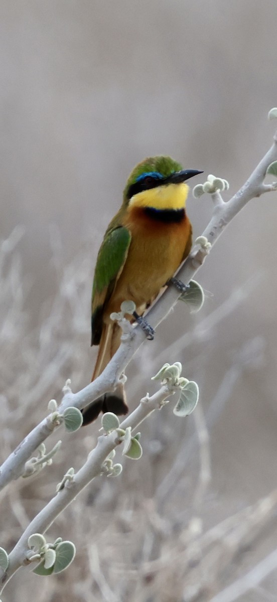 Карликовая щурка - ML646892284