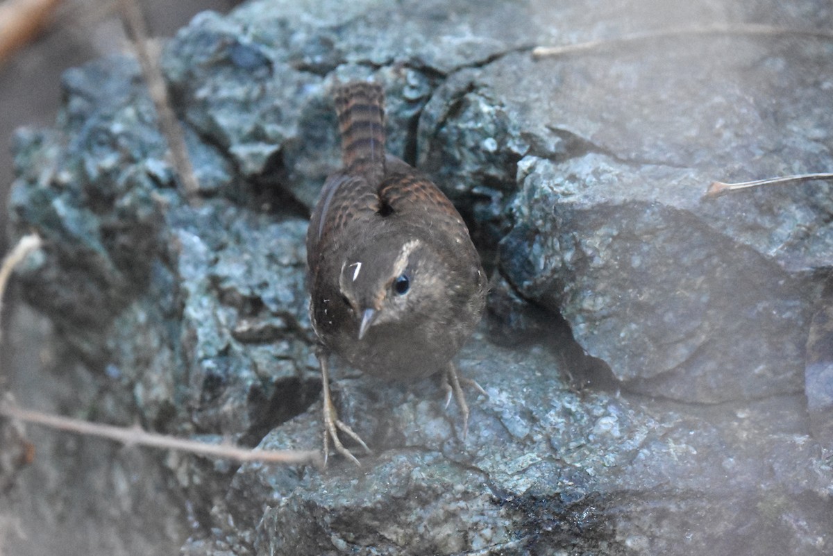 barsmett - ML646892285