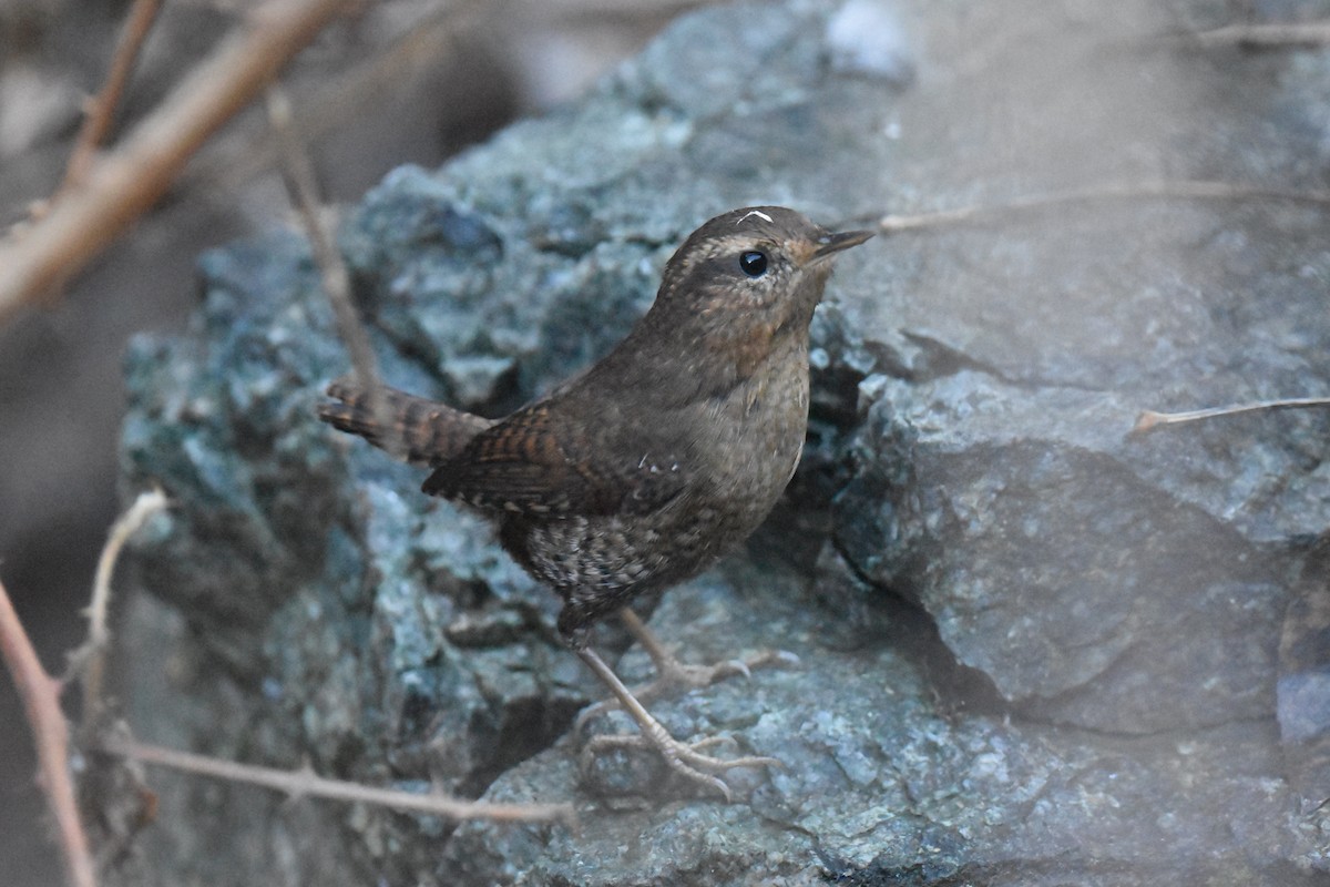 barsmett - ML646892286