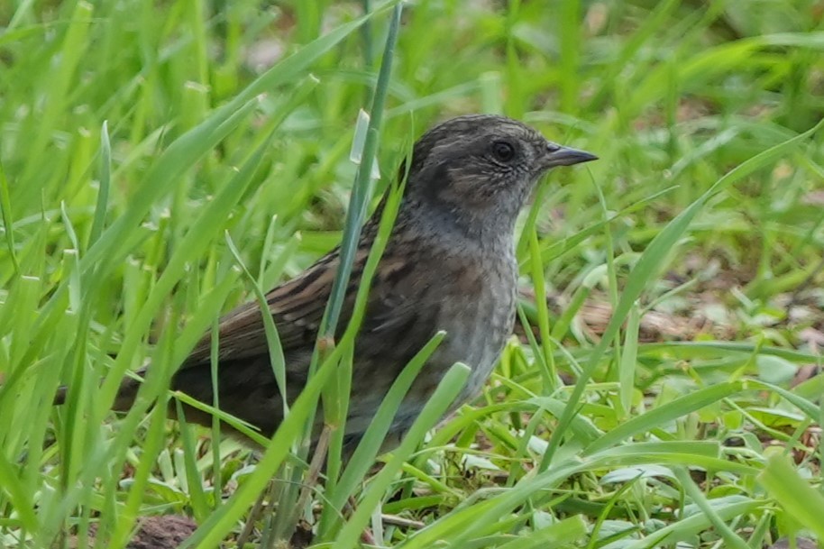 Лесная завирушка - ML646892287