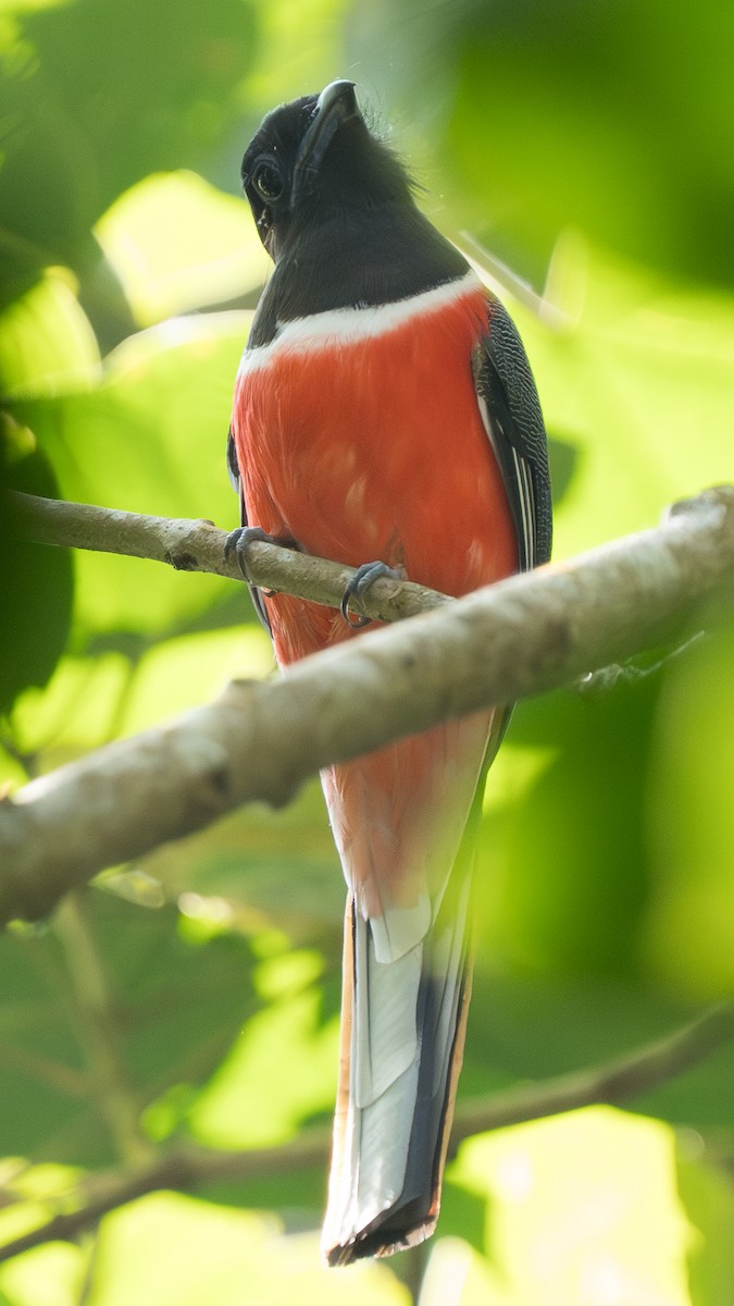 Малабарский трогон - ML646892288