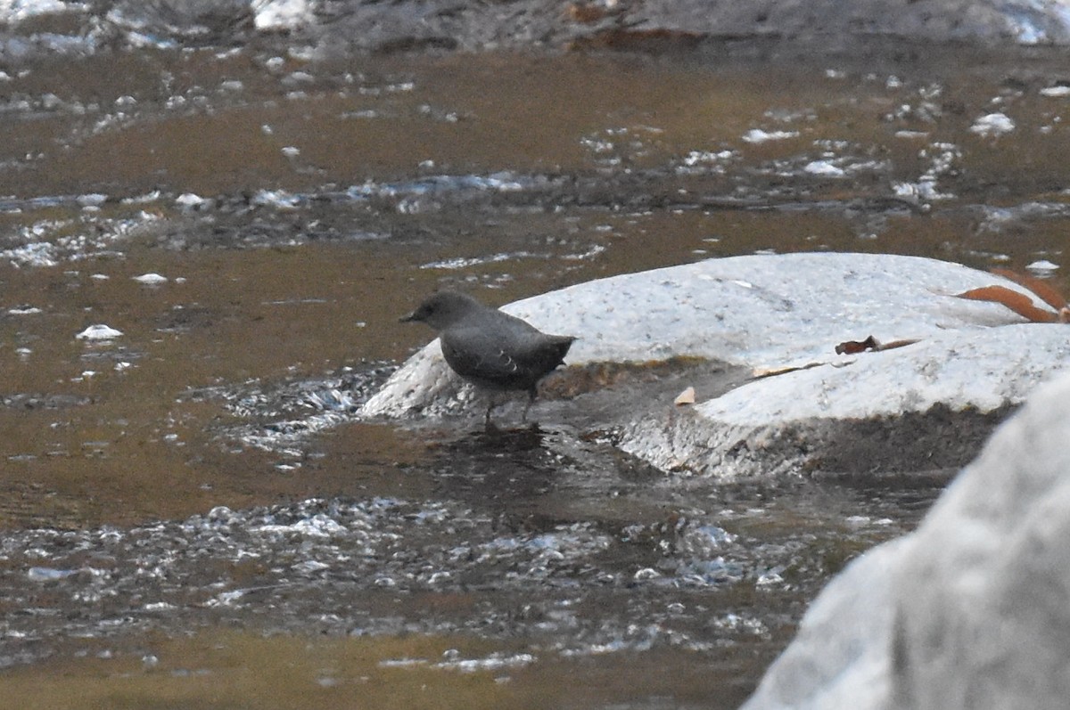 American Dipper - ML646892289