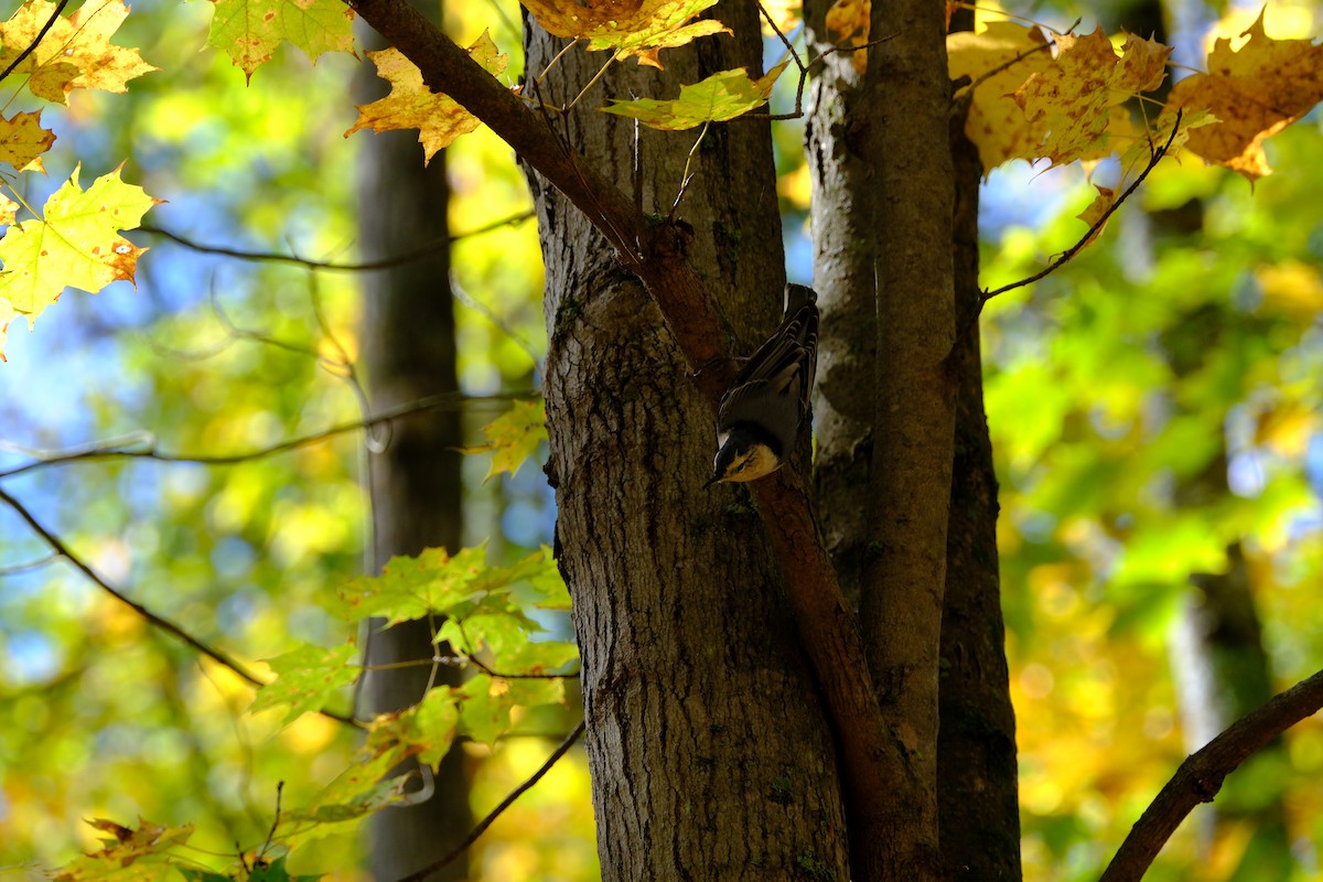 Каролинский поползень - ML646892290