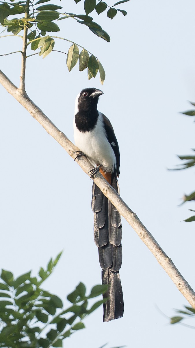 Белобрюхая китта - ML646892292