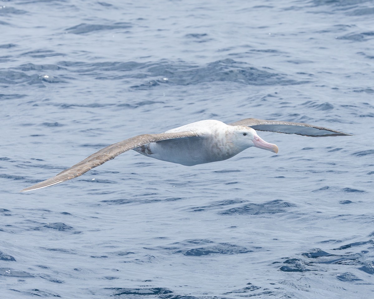 Antipodean Albatross (Gibson's) - ML646892293