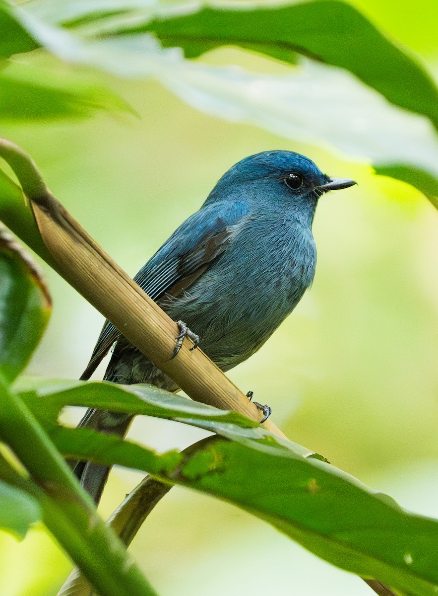 Nilgiri Flycatcher - ML646892299