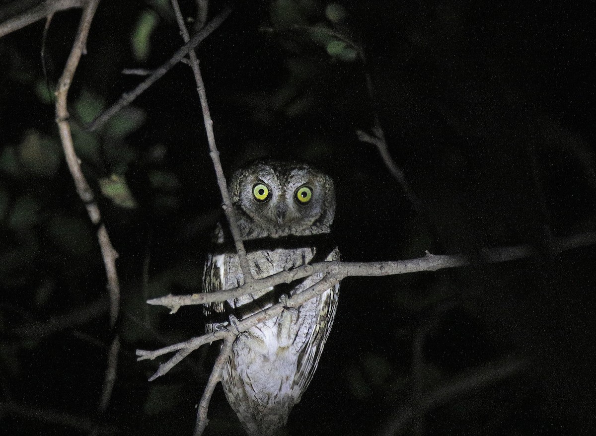 Аравийская сплюшка - ML646892300