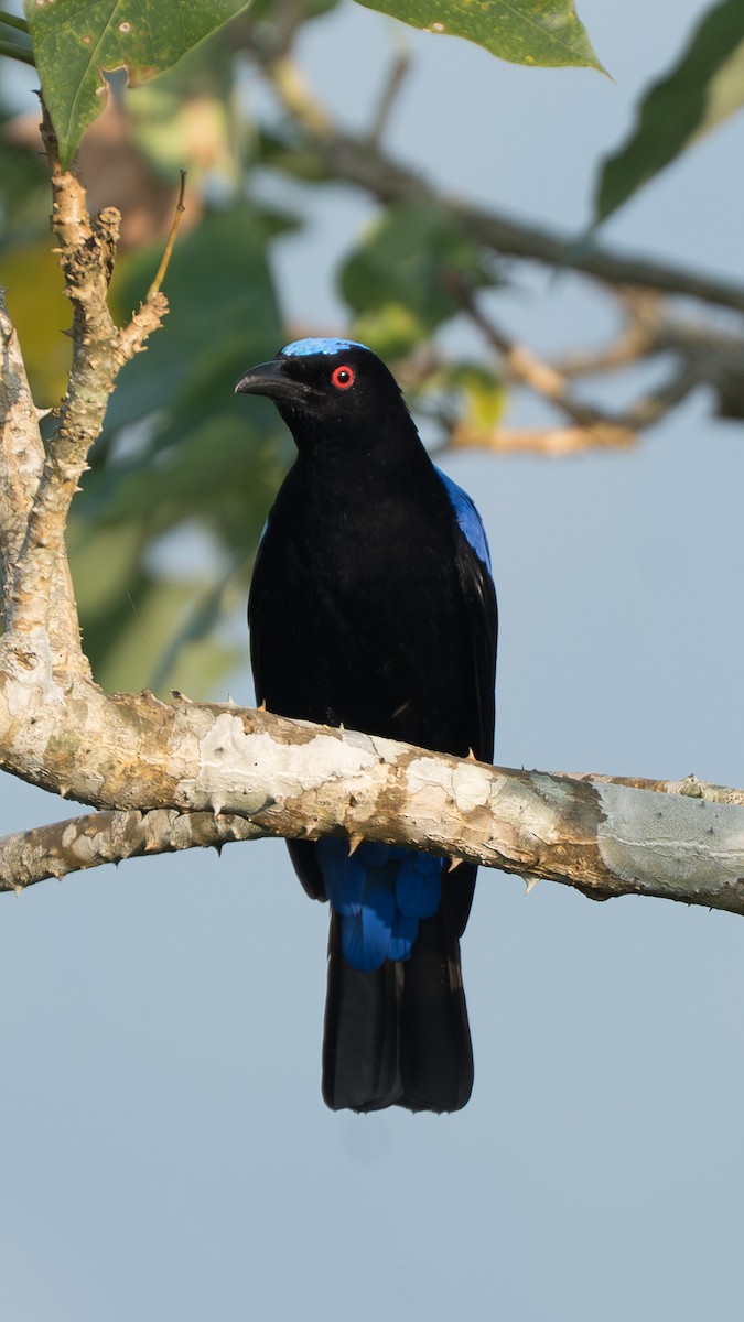Asian Fairy-bluebird - ML646892303