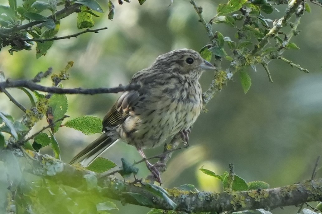 Cirl Bunting - ML646892313