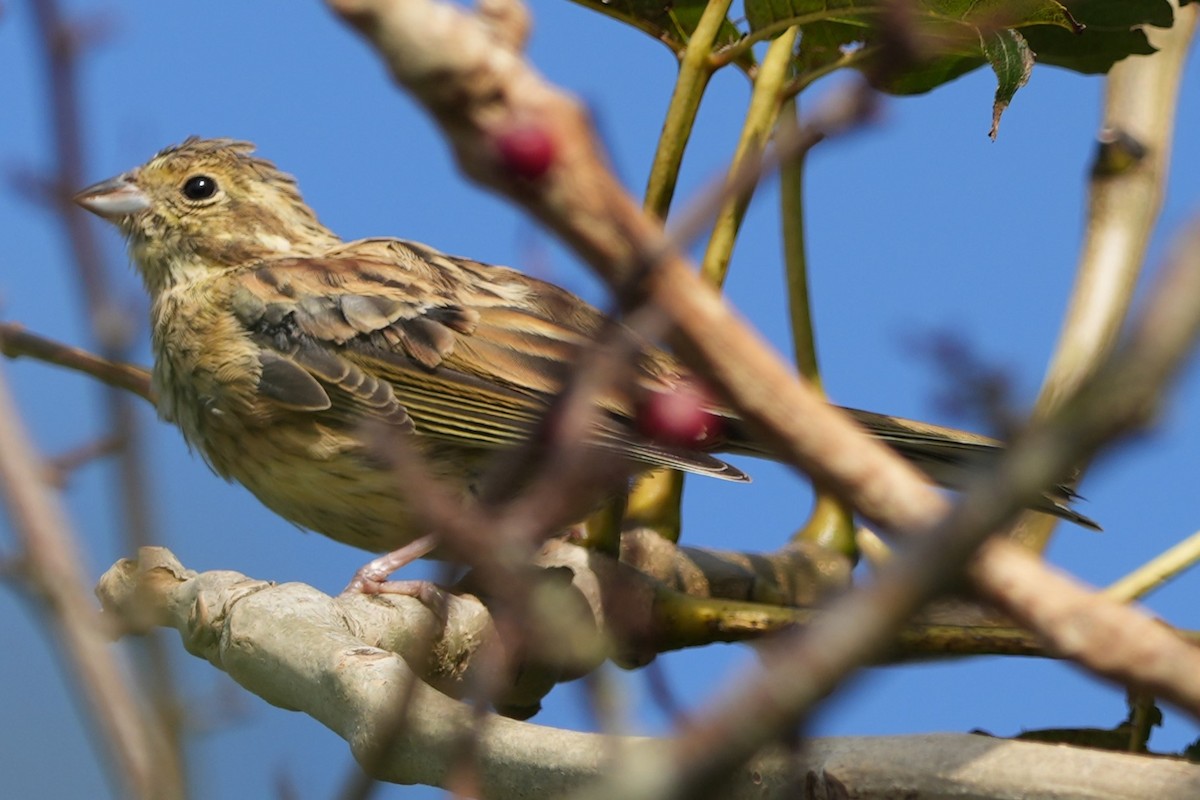 Cirl Bunting - ML646892314