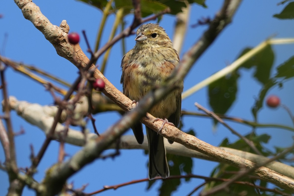 Cirl Bunting - ML646892315