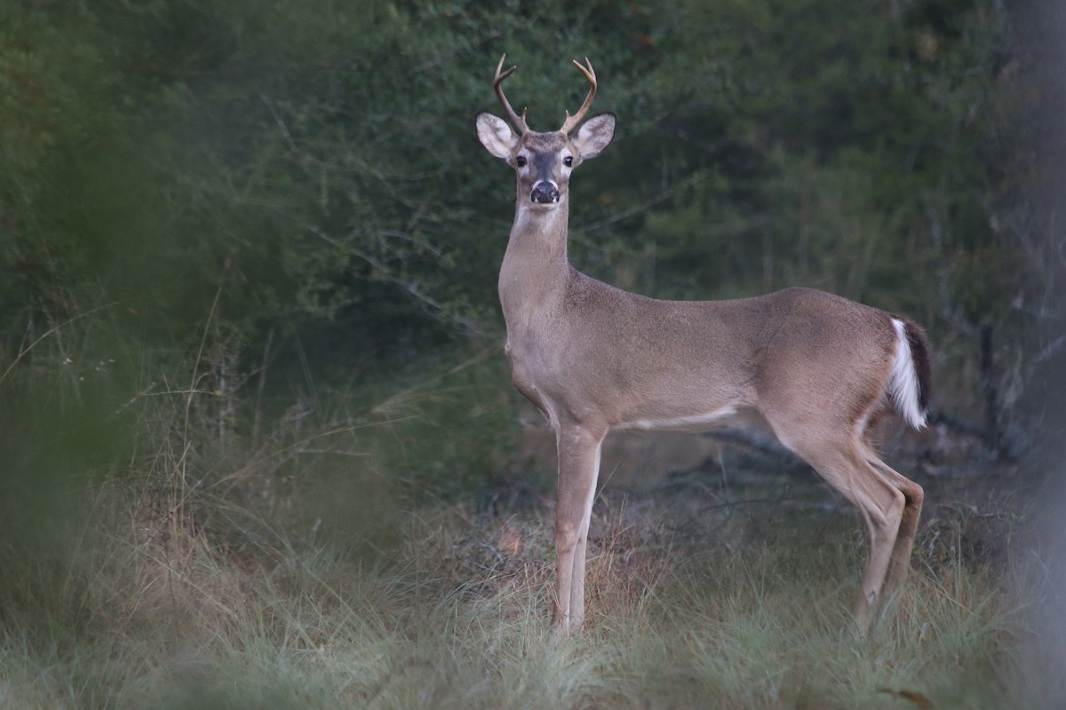 Белохвостый олень - ML646892323