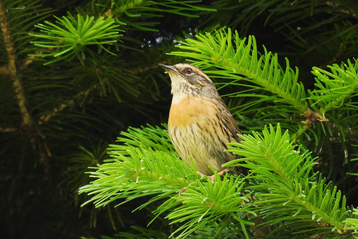 アカチャイワヒバリ - ML646892325