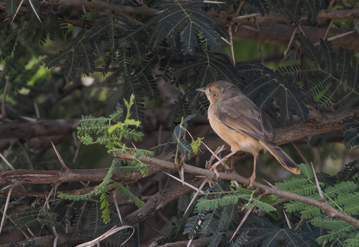 Red-faced Cisticola - ML646892326
