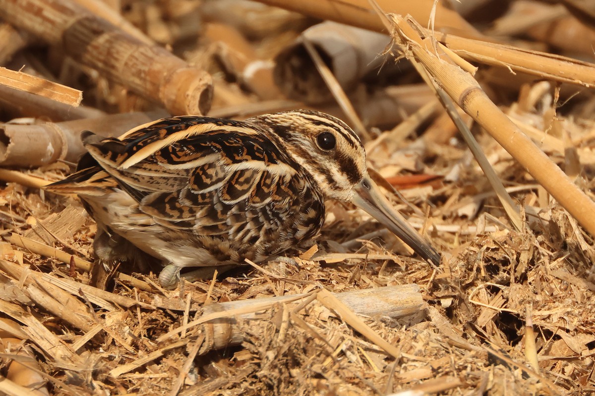 חרטומית גמדית - ML646892330