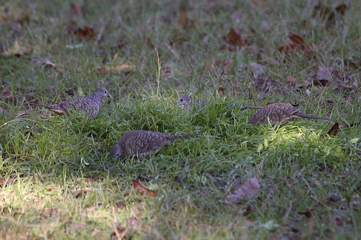 Инкская земляная горлица - ML646892344