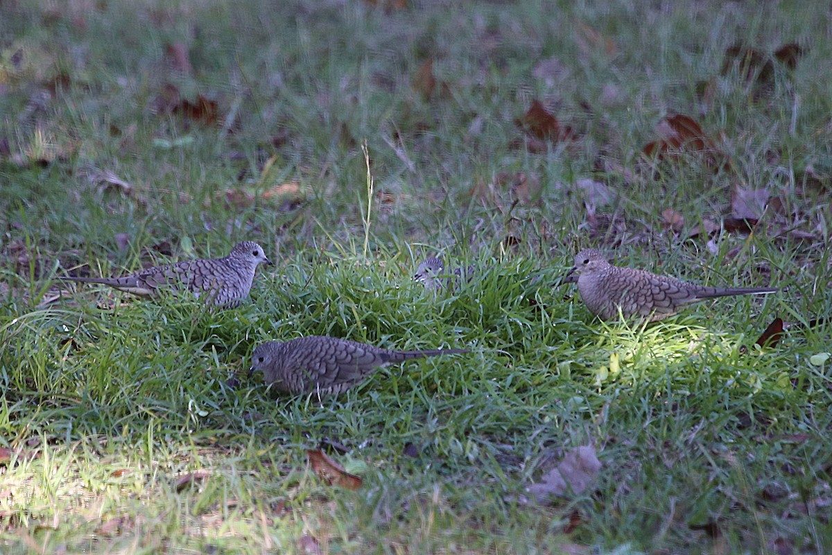 Инкская земляная горлица - ML646892345