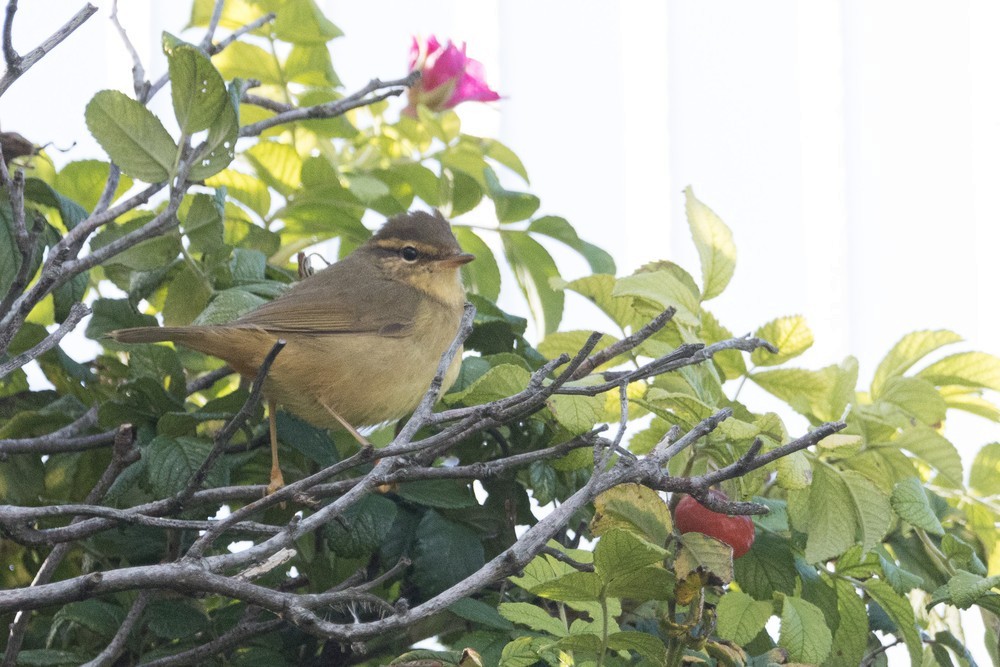 Radde's Warbler - ML646892346