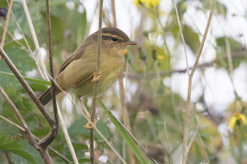 Radde's Warbler - ML646892347