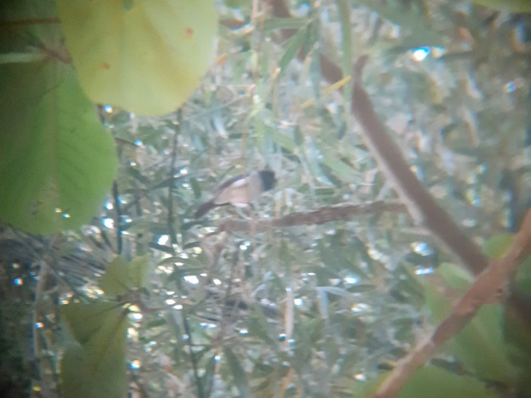 Black-naped Monarch - ML646892348