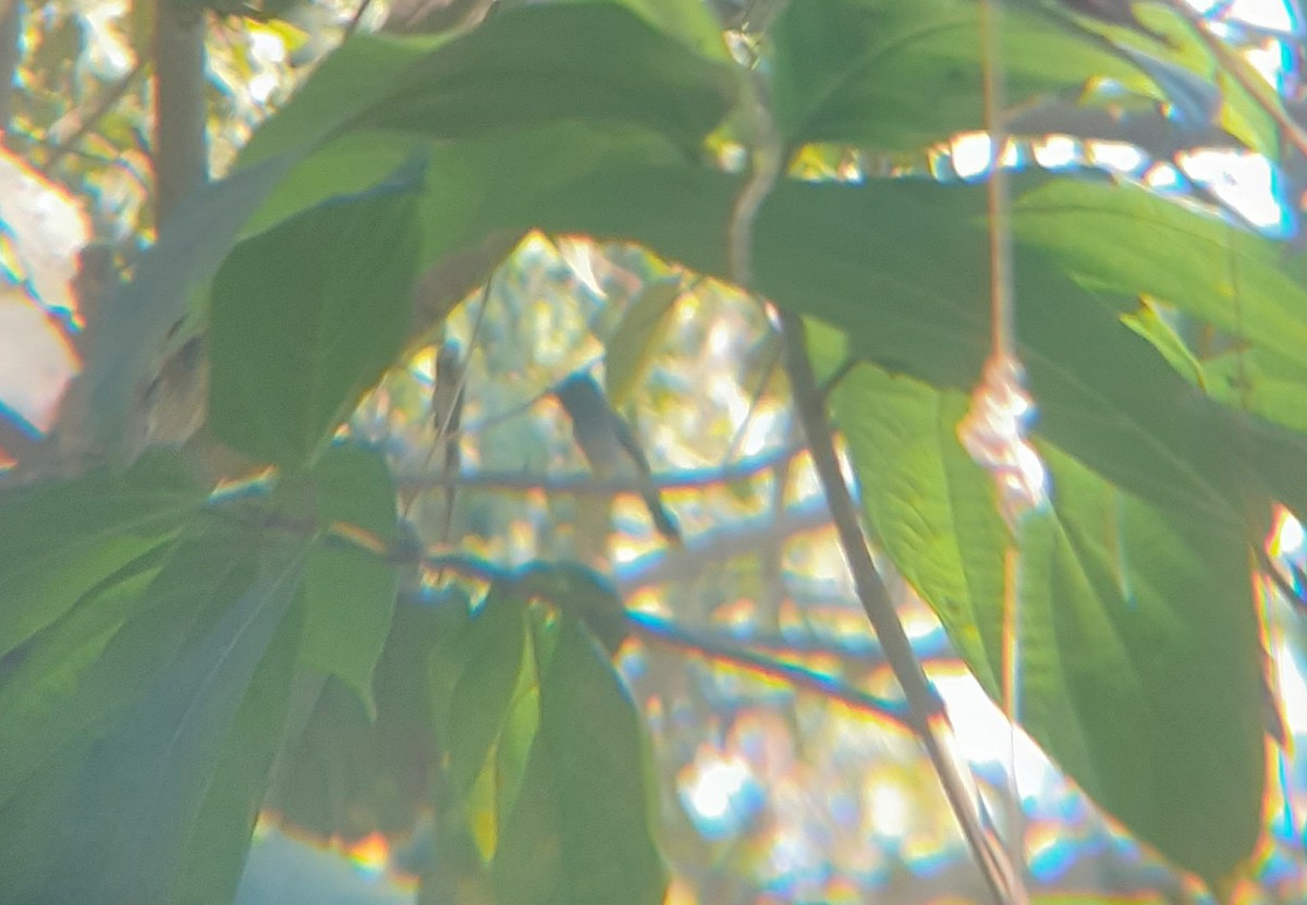 Black-naped Monarch - ML646892349