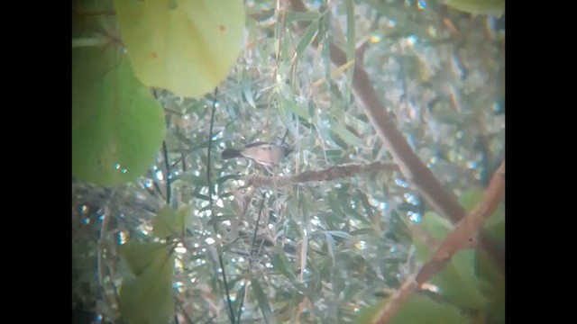 Монаршик гіацинтовий - ML646892350