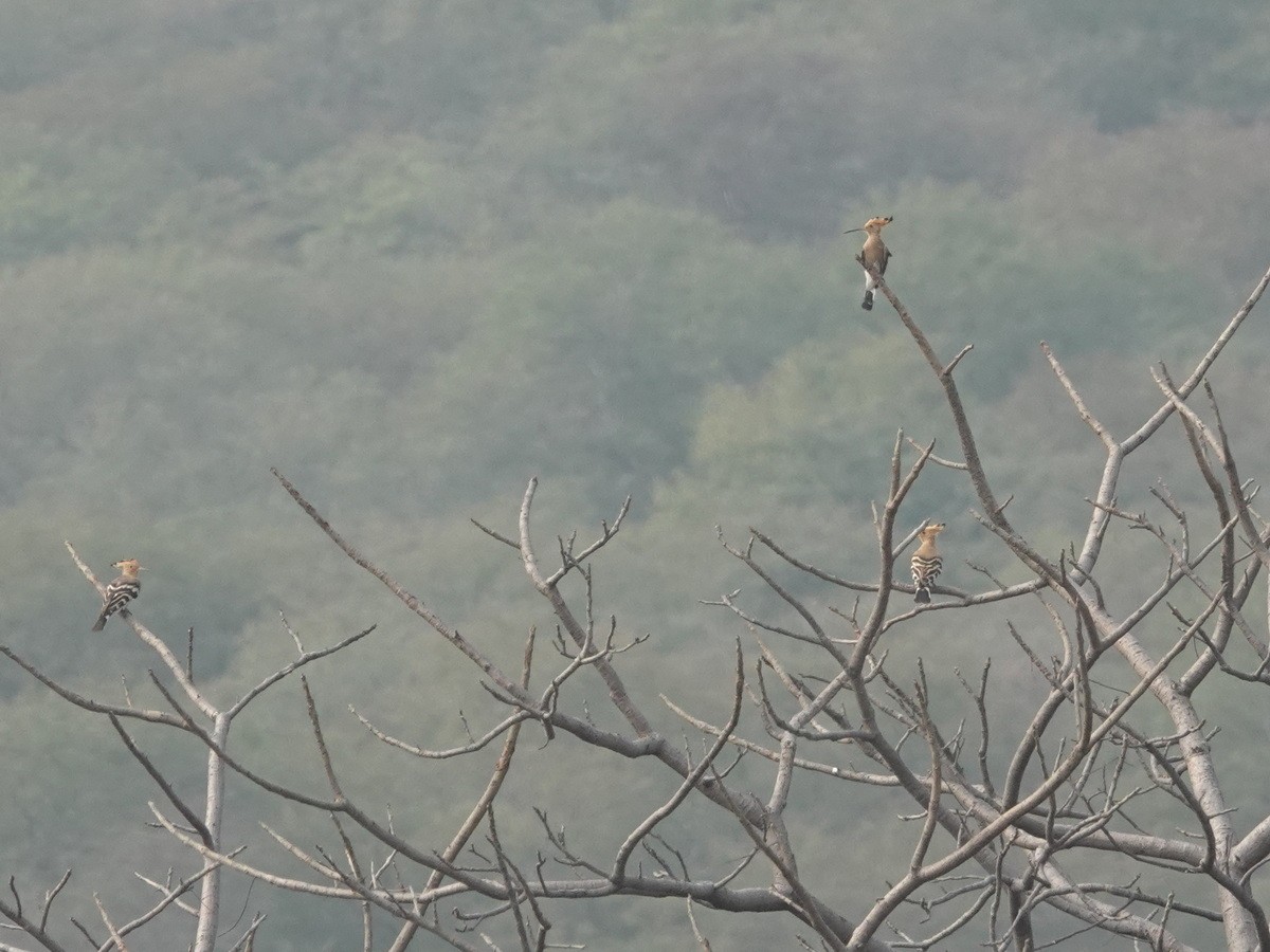 戴勝 - ML646892351