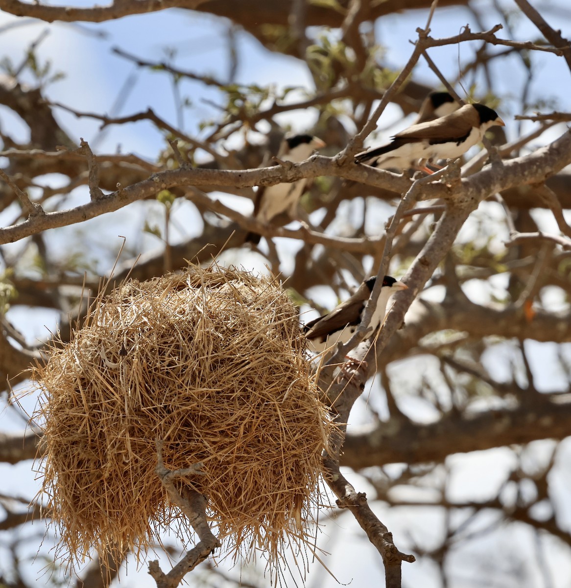 Black-capped Social-Weaver - ML646892353