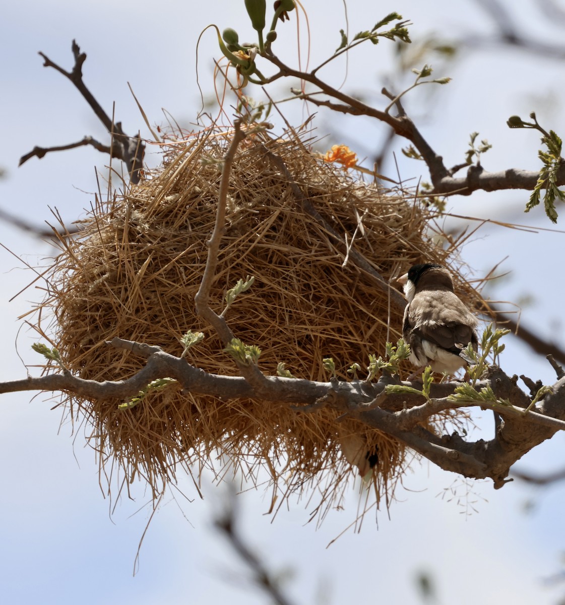 Black-capped Social-Weaver - ML646892354