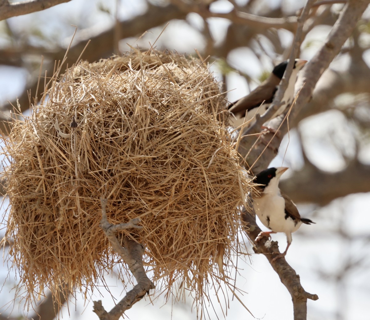 Black-capped Social-Weaver - ML646892355