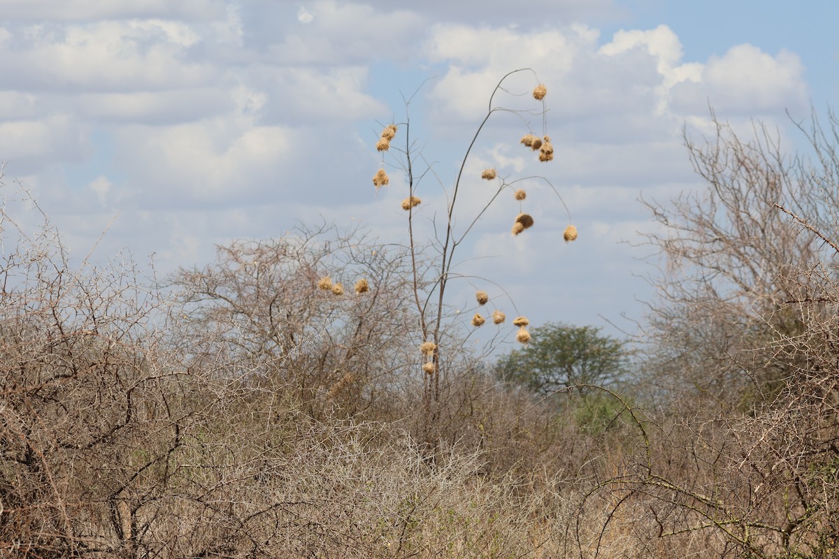 Black-capped Social-Weaver - ML646892356