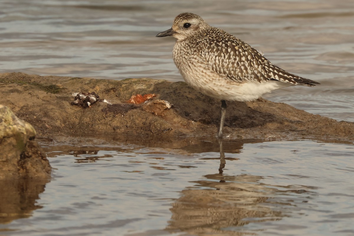 חופזי מנומר - ML646892357