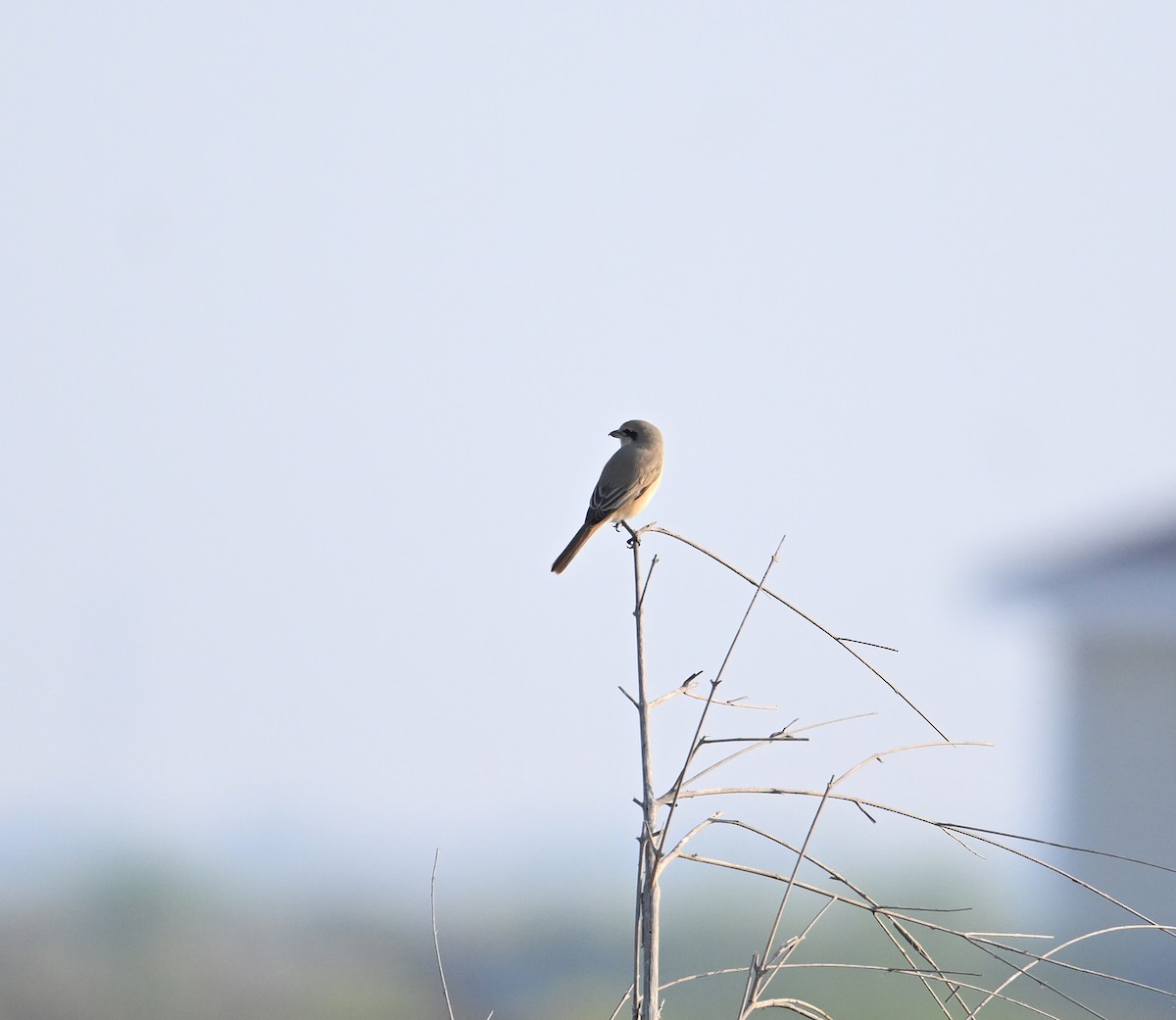 Isabelline Shrike (Daurian) - ML646892358