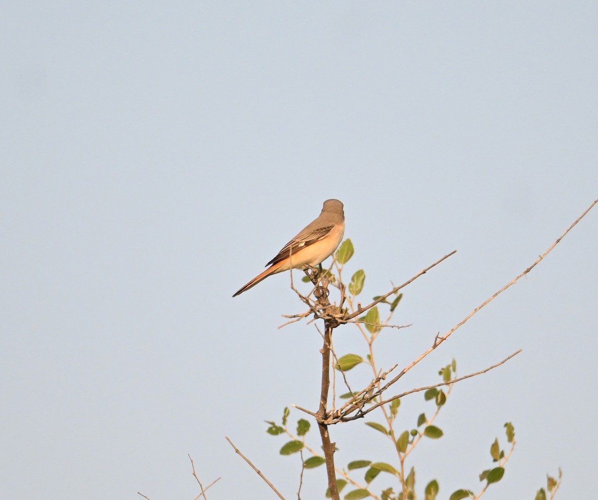Isabelline Shrike (Daurian) - ML646892359