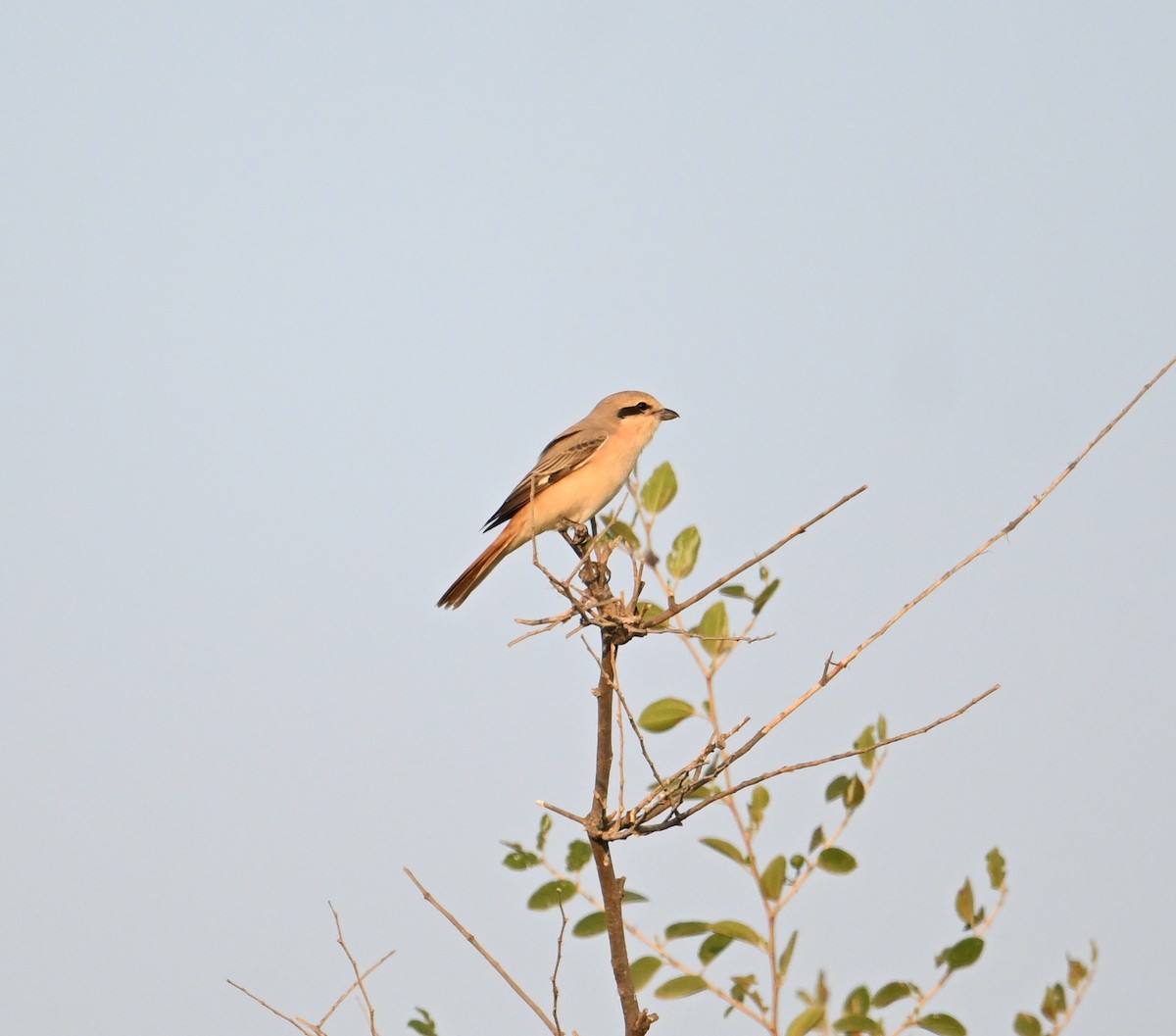 Isabelline Shrike (Daurian) - ML646892360